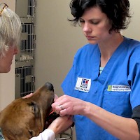 Prineville Crooked Tails Veterinary Clinic